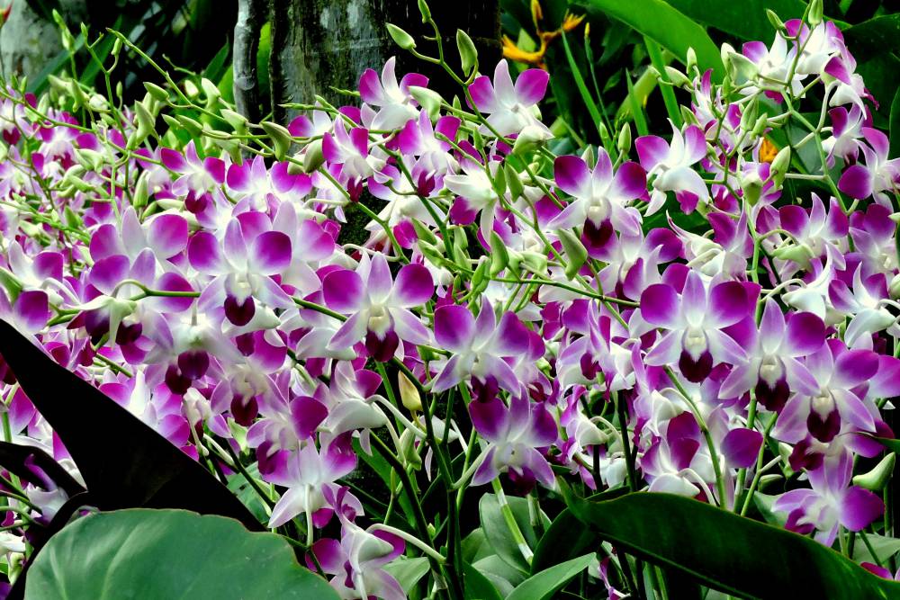 National Orchid Garden